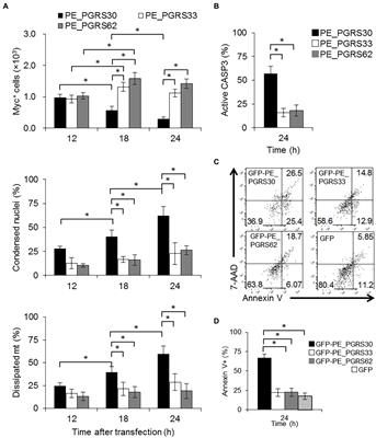 Mycobacterial protein PE_PGRS30 induces macrophage apoptosis through prohibitin 2 mitochondrial function interference